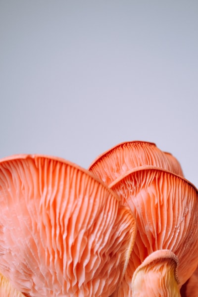 粉红蘑菇